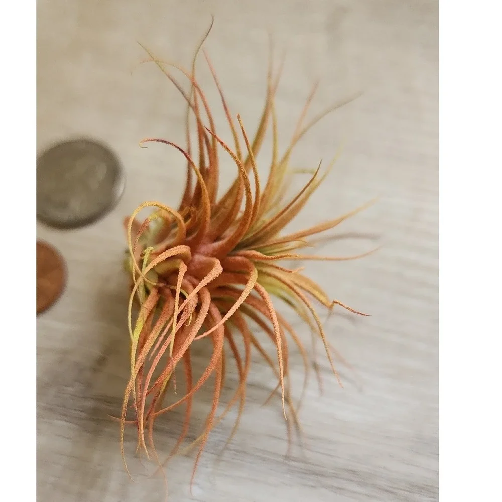 Small Colored Dried Airplant Tillandsia Orange Yellow Decorative Botanical